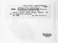 Aecidium cephalanthi image